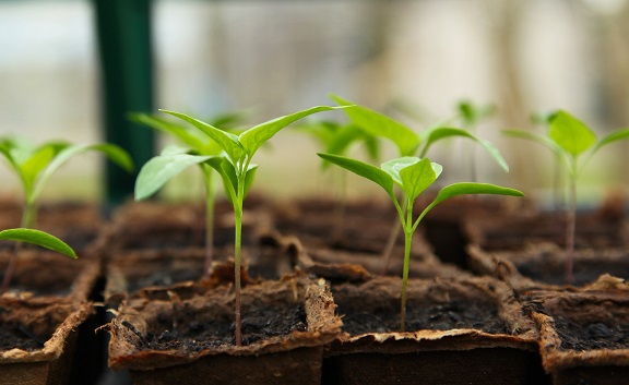 Bourse aux plantes | 