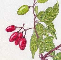 J'apprends à observer la nature pour mieux la dessiner : les végétaux | 