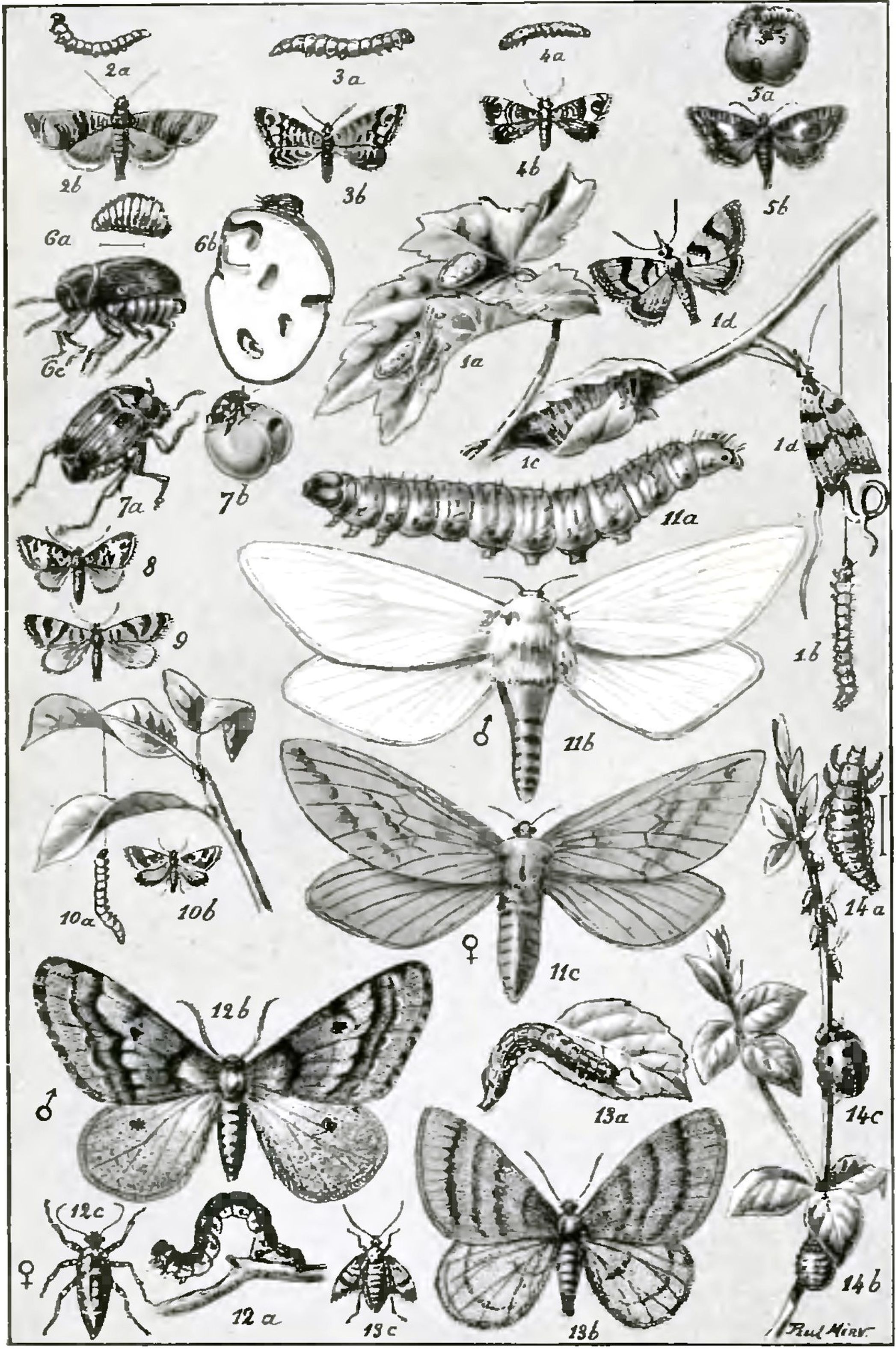 Août 2021 - Les Ravageurs. Récits sur les insectes nuisibles à l'agriculture / J.-H. Fabre, 1918. BM Reims, P 19002